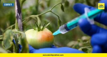 Artificially Ripened Fruits: आकर्षक दिसणारी फळे घेताय? सावधान! पिंपरी-चिंचवडमध्ये रासायनिक फळांचा धोका...वाचा सविस्तर