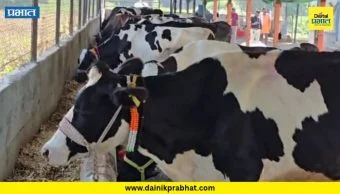 Buldhana News: दुष्काळाची झळ! बुलढाण्यात चाराटंचाईने पशुपालक चिंतेत, दूध उत्पादनात निम्मेपेक्षा अधिक घट