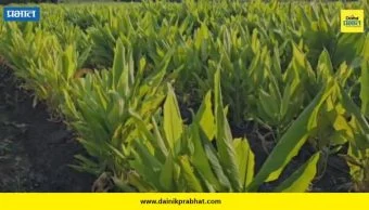 Buldhana News: बुलढाण्यात कर्मचाऱ्यांच्या हलगर्जीपणाचा कळस, कर्मचाऱ्यांच्या चुकीचा शेतकऱ्याला फटका