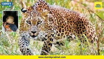 Satara News : बिबट्याच्या हल्ल्यात दोन वर्षांच्या चिमुरड्याचा मृत्यू; साताऱ्यातील घटनेने हळहळ