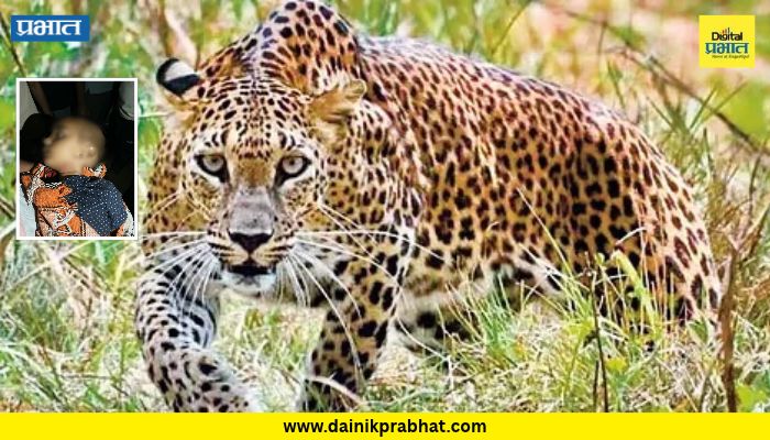 Satara News : बिबट्याच्या हल्ल्यात दोन वर्षांच्या चिमुरड्याचा मृत्यू; साताऱ्यातील घटनेने हळहळ