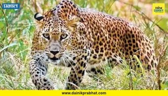 Pune District : जांबुत परिसरात पुन्हा बिबट्यांचा धुमाकूळ ; मागील घटनांचे पडसाद उमटण्याची भीती