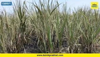 Shirur : शिरुर तालुक्यात पुन्हा शॉर्टसर्किट ऊसाच्या पिकाला आग? दोन शेतकऱ्यांचे नुकसान