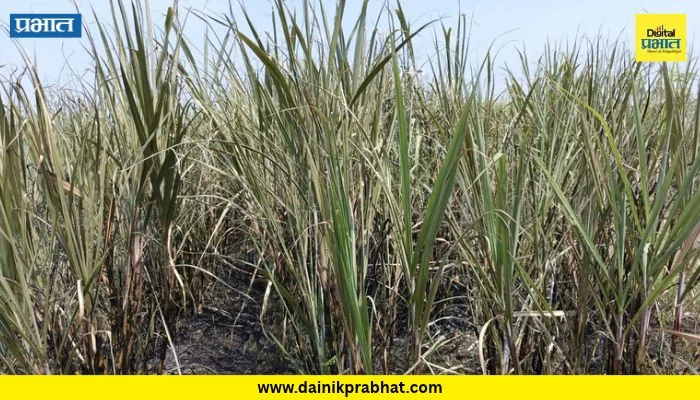 Shirur : शिरुर तालुक्यात पुन्हा शॉर्टसर्किट ऊसाच्या पिकाला आग? दोन शेतकऱ्यांचे नुकसान