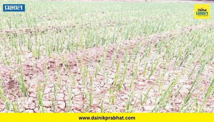 Alephata : कांदालागवडीचा खर्च लाखाच्या उंबरठ्यावर