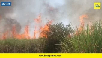 Pune District: शेतकऱ्यांच्या वर्षभराच्या कष्टांची राख; शॉर्टसर्किटमुळे पिंपळसुटीत १० एकर ऊस जळून खाक