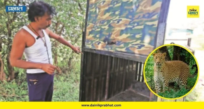 Gulunchwadi Leopard: पिंजऱ्यात एक बिबट्या, बाहेर फिरतायत दोन! मध्यरात्री १ वाजता शाहीर शिंदेंनी पाहिला थरारक दृश्य