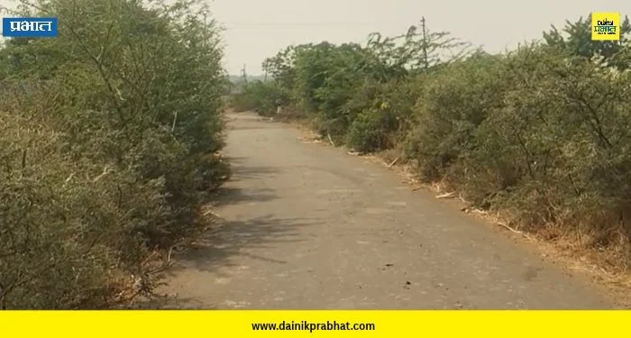 Indapur : वायाळवस्तीपाटी-विठ्ठलवाडी रस्त्याला काटेरी झुडपांचा विळखा; अपघाताचा धोका वाढला