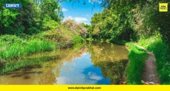 Kanher Canal: कण्हेर उजव्या कालव्याला झाडाझुडपांचा विळखा; जलसंपदा विभागाच्या दुर्लक्षामुळे शेतकरी संकटात