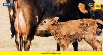 Wai News: आई हंबरते... लेकरू मात्र बेपत्ता! वाई तालुक्यात दुधाच्या लालसेने माणुसकी वेशीवर टांगली