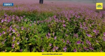 Wildflowers Raireswar: रायरेश्वर पठाराने पांघरला रंगीबेरंगी फुलांचा गालिचा! सप्टेंबर ते नोव्हेंबर चालणारा निसर्गसोहळा पाहिलात का?