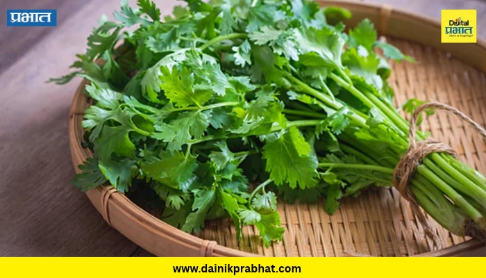 Coriander Benefits: फक्त गार्निशिंगसाठी नाही, कोथिंबीर आहे आरोग्याचा खजिना! पचनापासून रोगप्रतिकारशक्तीपर्यंत मिळतात फायदे