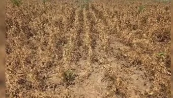 pune : बहुतांश पिकांचे पंचनामे पूर्ण