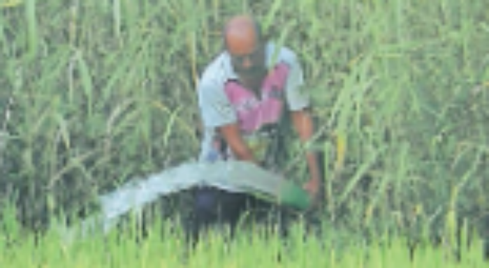 Khalapur News: भातपीक वाचवण्यासाठी टँकरच्या पाण्याचा आधार