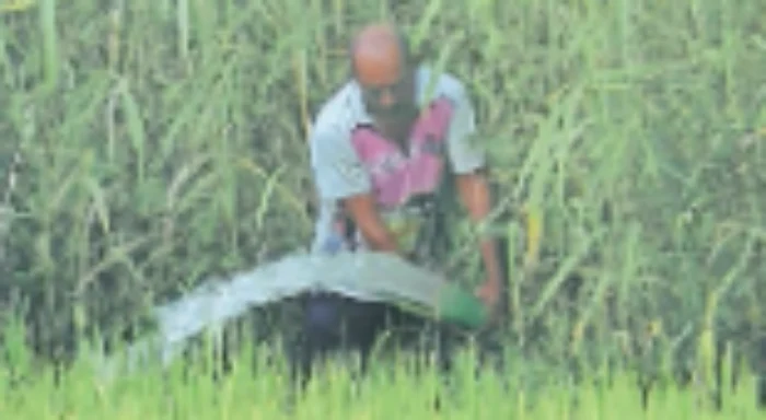 Khalapur News: भातपीक वाचवण्यासाठी टँकरच्या पाण्याचा आधार