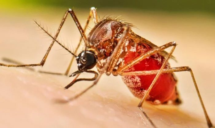 Dengue case: डेंग्यूच्या रुग्णांमध्ये वाढ; काळजी घेण्याचे आवाहन