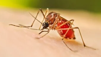 Dengue: डेंग्यूच्या प्रादूर्भावाबाबत महापालिका उदासीन