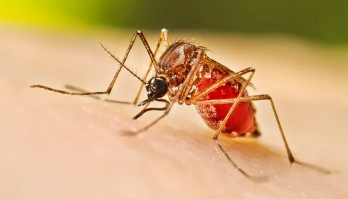 Dengue: डेंग्यूच्या प्रादूर्भावाबाबत महापालिका उदासीन