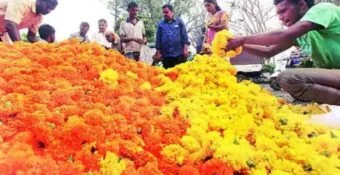 Pimpri : दसऱ्यानिमित्त झेंडूच्या फुलांनी बाजारपेठा बहरल्या