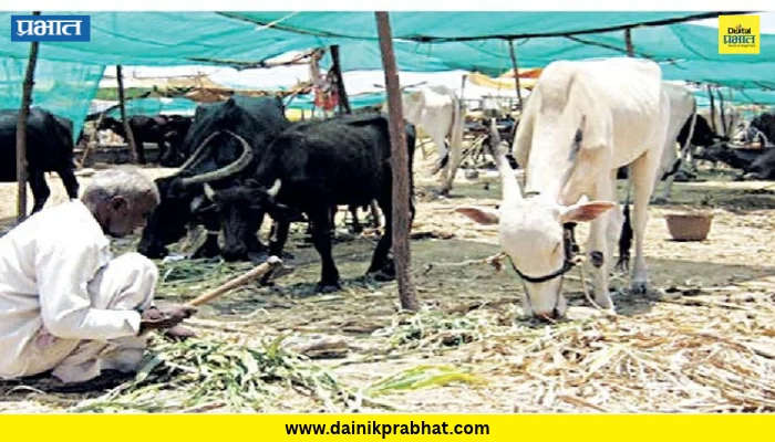 Man-Khatav: माण, खटावसह फलटणला चारा छावण्यांची प्रतीक्षा