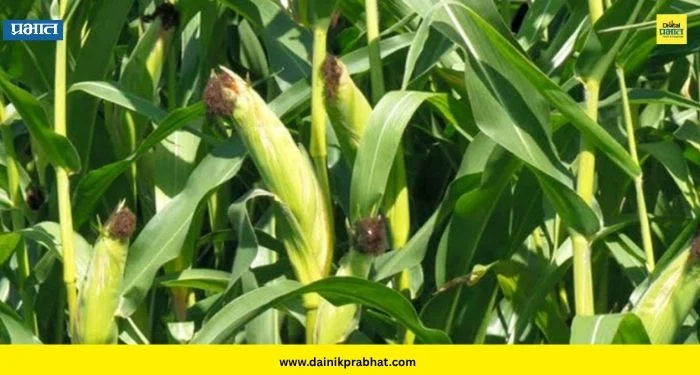 Kharif Crops : कमी पावसाचा फटका! मका-दाळी महागण्याची शक्यता