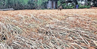 Maval News: मावळतील शेतकरी दुहेरी संकटात; भात उत्पादन घटण्याची भीती, कर्जमाफीचीही प्रतीक्षा