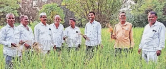 Maval News: मावळचा इंद्रायणी महागणार! अपुऱ्या पावसाने भातपिकाच्‍या उत्‍पादनात घट