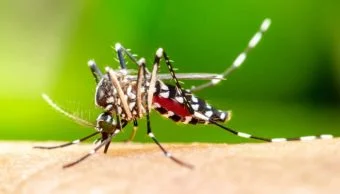 Origin of Mosquitoes: डास नियंत्रणासाठी १७ अधिकारी नियुक्त