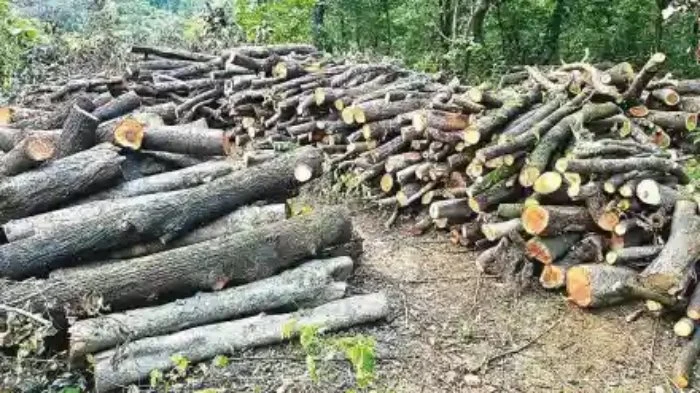 Karjat: वृक्षतोडीविरोधात कर्जत बंदची हाक
