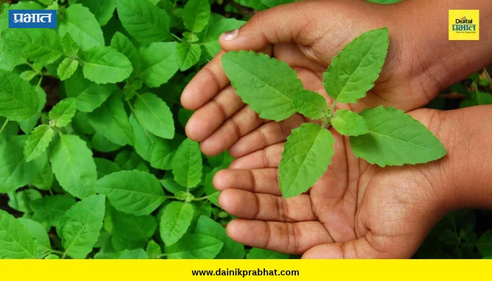 Tulsi Benefits: ‘ही’ पाने म्हणजे आरोग्याचा खजिना! पचनापासून तणाव कमी करण्यापर्यंत होतात अनेक फायदे
