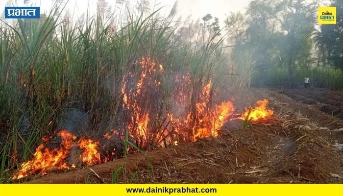 Solapur News : सोलापूरात शॉर्ट सर्किटने २ एकर ऊस जळून खाक