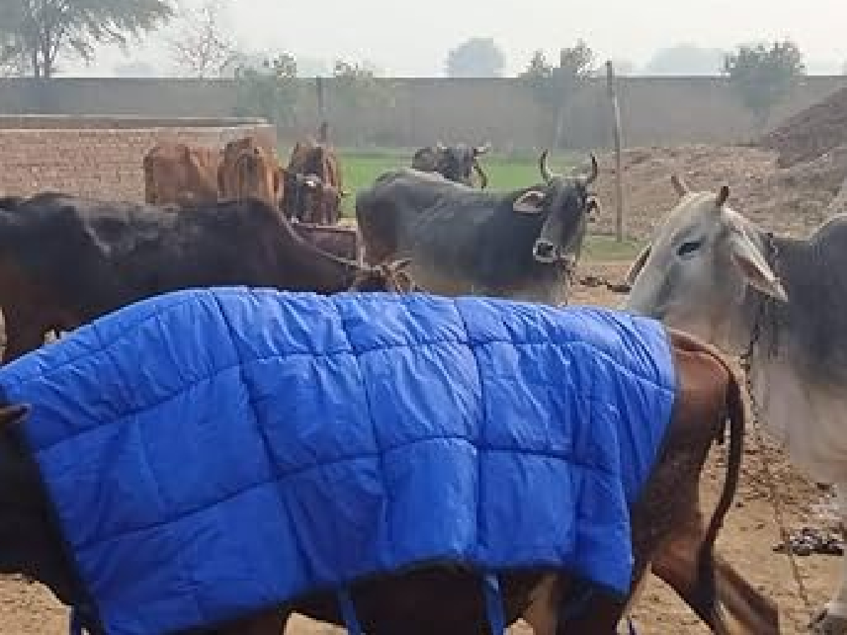 ठंड में पशुओं को बीमार होने से बचाने के लिए अपनाएं ये तरीकें