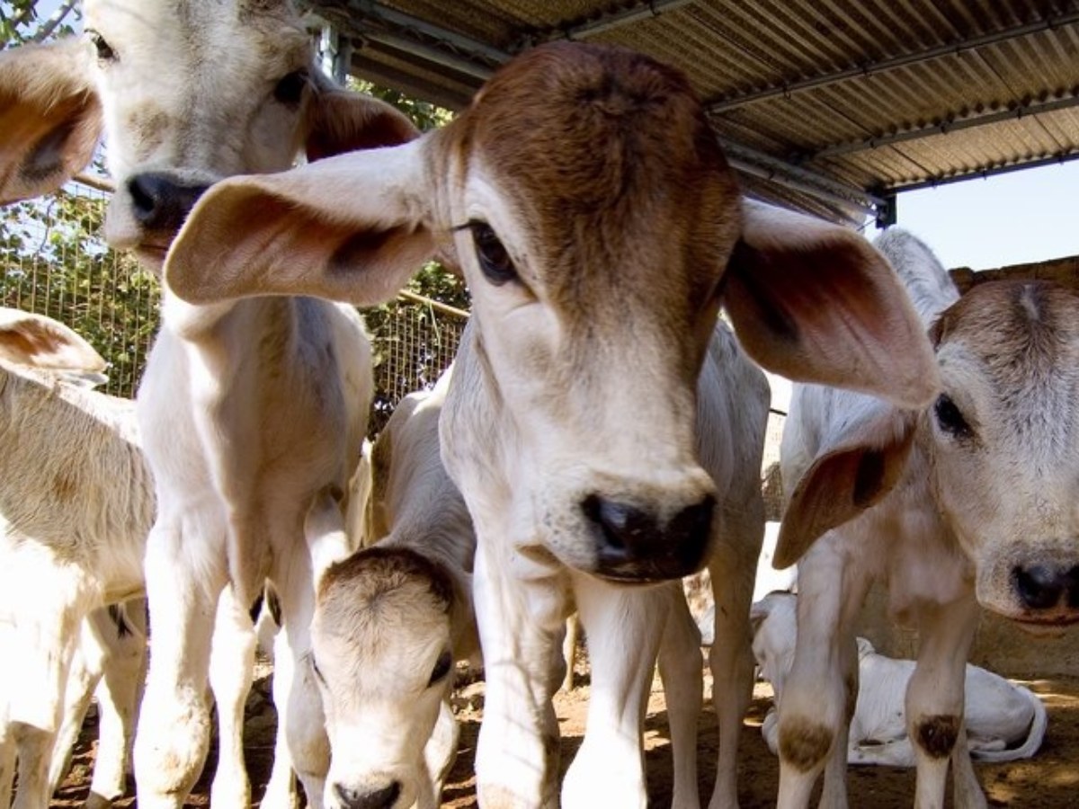 गौशालाओं को हरियाणा सरकार की बड़ी मदद- अब हर दिन मिलेंगे इतने रुपए