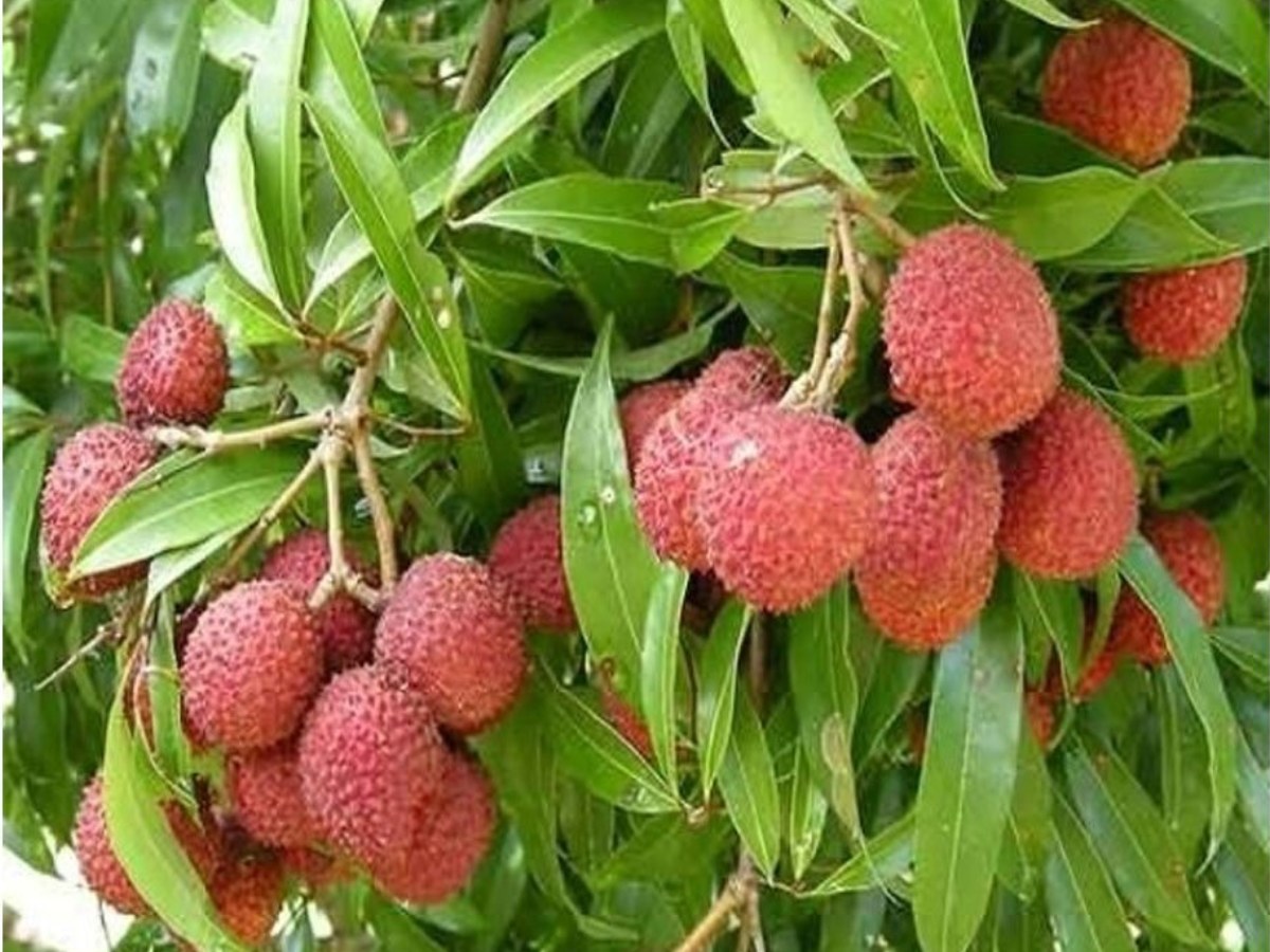लीची की फसल को बर्बाद कर देते हैं ये कीट, जानें कैसे करें बचाव