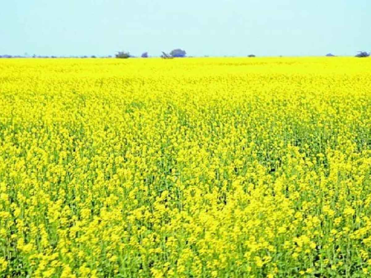 गिरिराज बना किसानों की पहली पसंद, जानें क्यों खास है यह फसल?