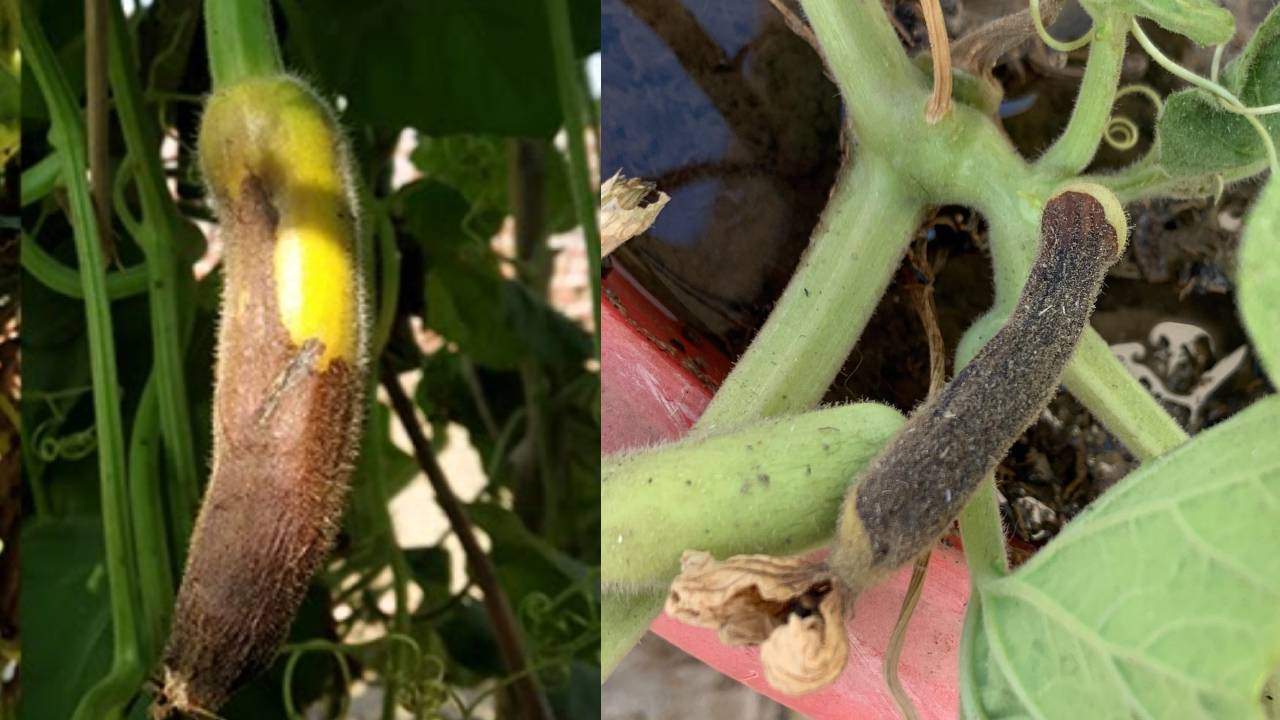 क्या सड़ रहे हैं लौकी के नवजात फल? तो जानिए इसके पीछे की असली वजह