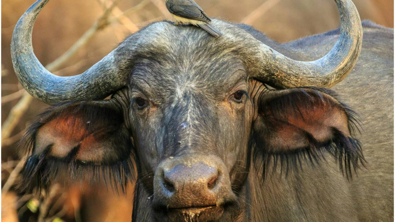 भैंस पालन की सोच रहे हैं तो इन 5 नस्‍लों को नजरअंदाज मत करिएगा!