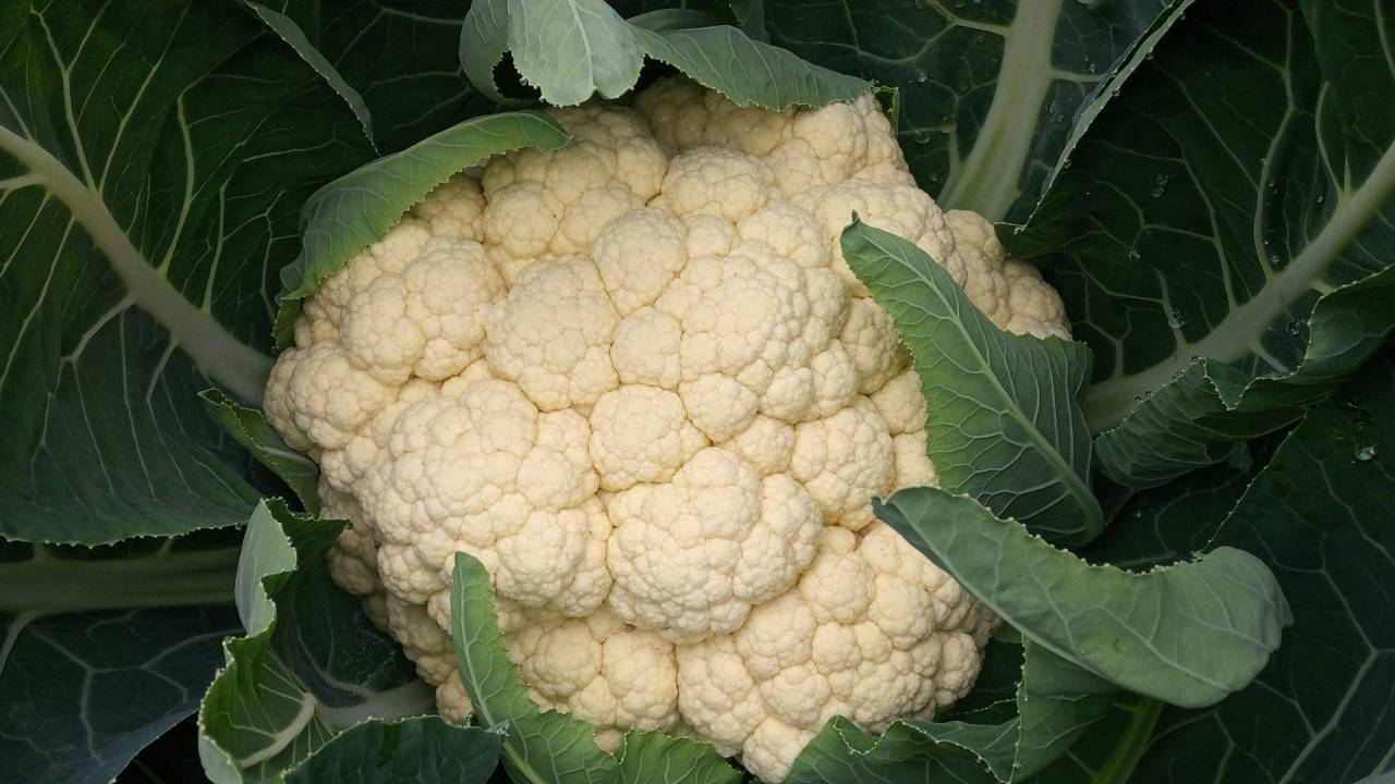 घर पर फूलगोभी उगाने का आसान तरीका, बीज से लेकर भरपूर फसल तक सब कुछ जानें