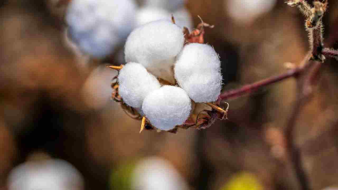 कपास की इन टॉप 5 वैरायटी से करें खेती, मिलेगी हाई क्वालिटी फसल