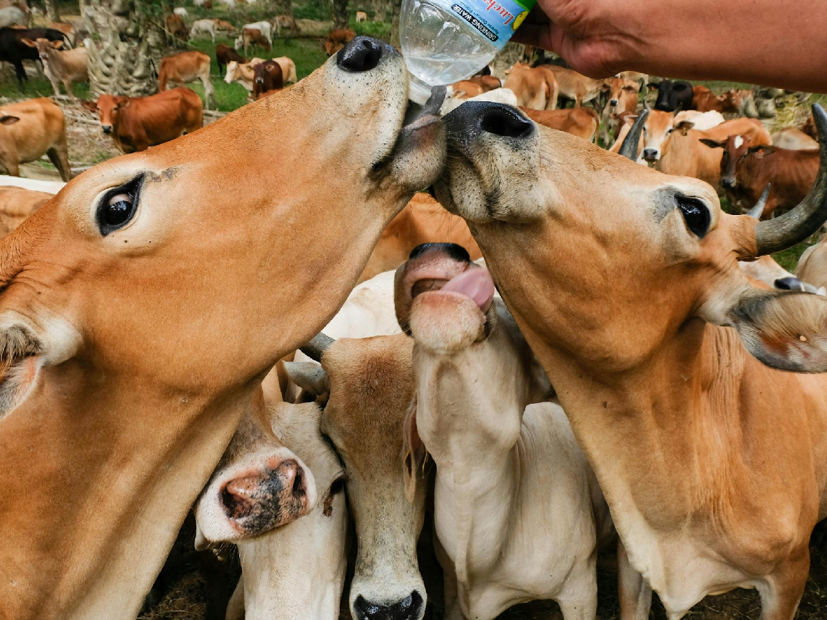 दुधारू पशुओं को सही मात्रा में पानी देना क्यों जरूरी? जानें सही समय और मात्रा