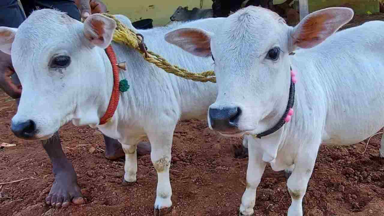 इस बित्‍ते भर की गाय को खरीदने में खर्च हो जाते हैं लाखों, जानें इसके बारे में 