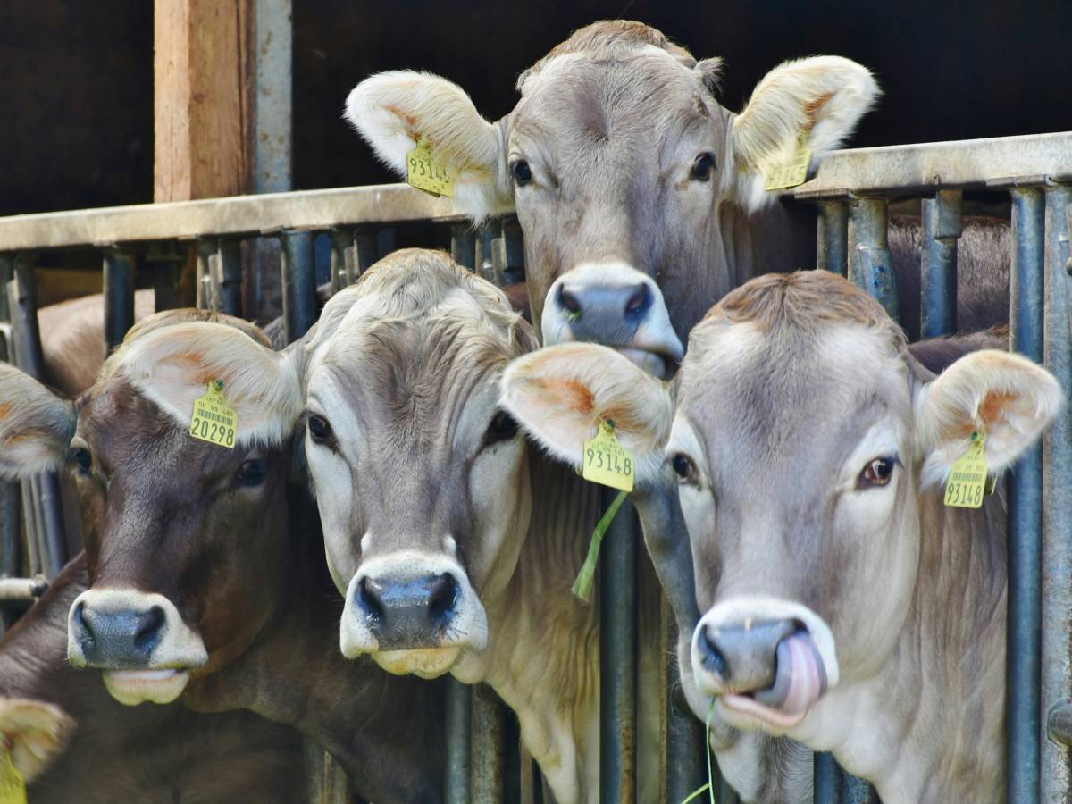 पशुपालकों के लिए राहत: दुधारू पशुओं की असमय मौत पर मिलेगा बीमा