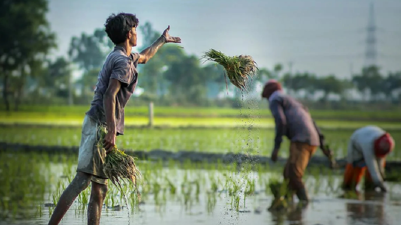 मई में लगाएं धान की बेहतरीन किस्में, पाएं बंपर मुनाफा