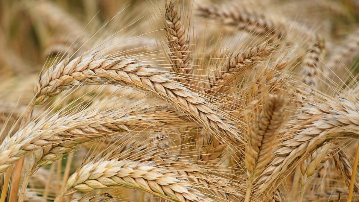 पंजाब में छोटे किसानों के लिए गेहूं बीज सब्सिडी योजना में बदलाव
