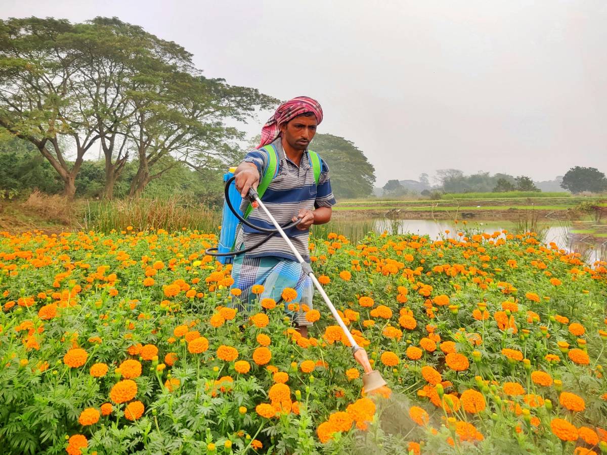 गेंदे की खास किस्‍म ‘हिसार ब्‍यूटी’ सिर्फ 40 दिन में देती है फसल