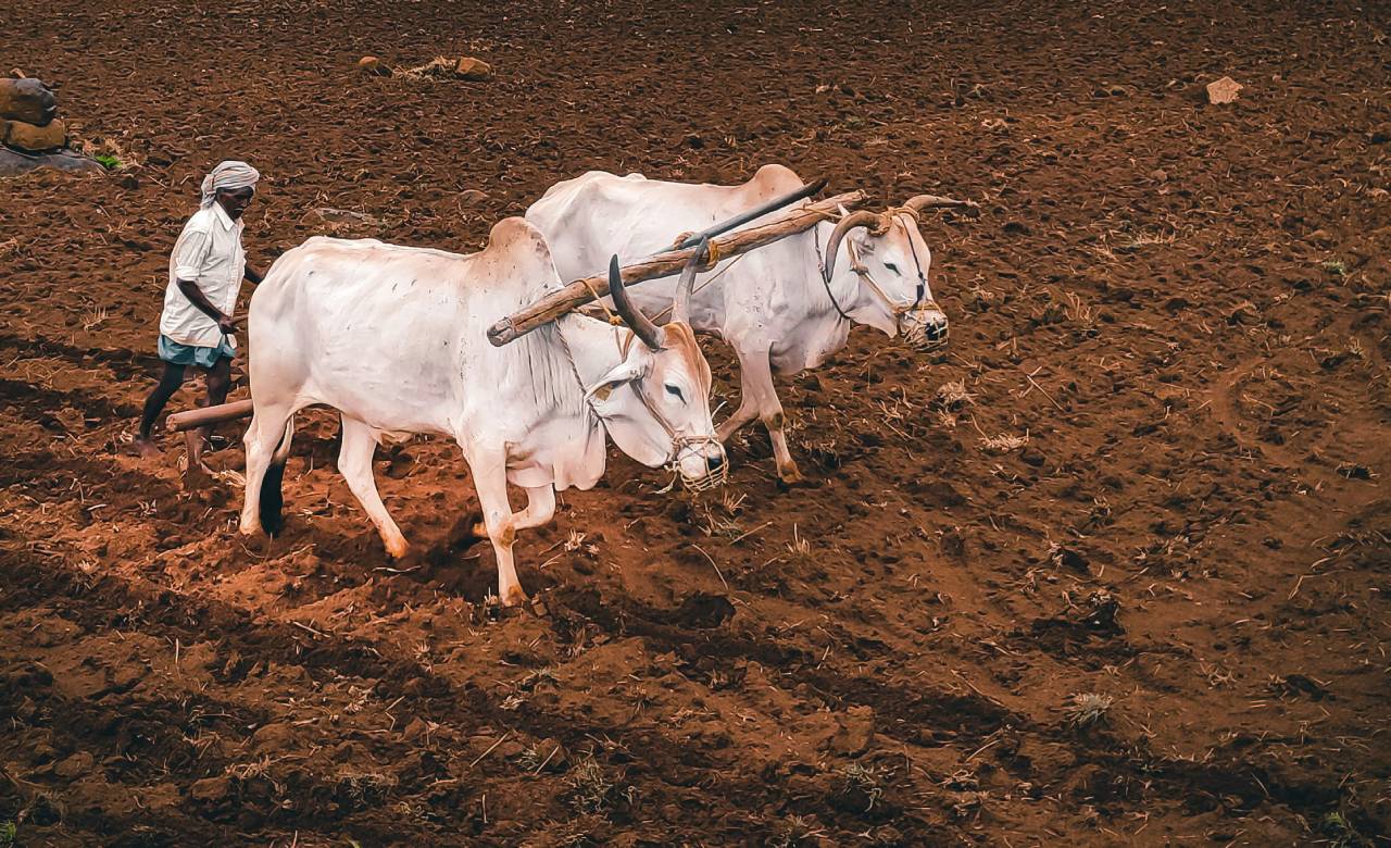 तेलंगाना में फसलों के दाम गिरने से बढ़ी किसानों की मुश्किलें
