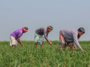 तेलंगाना के 179 गांवों में किसान सरकार के खिलाफ उतरे प्रदर्शन पर, जानें क्यों तेलंगाना के 179 गांवों में किसान सरकार के खिलाफ उतरे प्रदर्शन पर, जानें क्यों