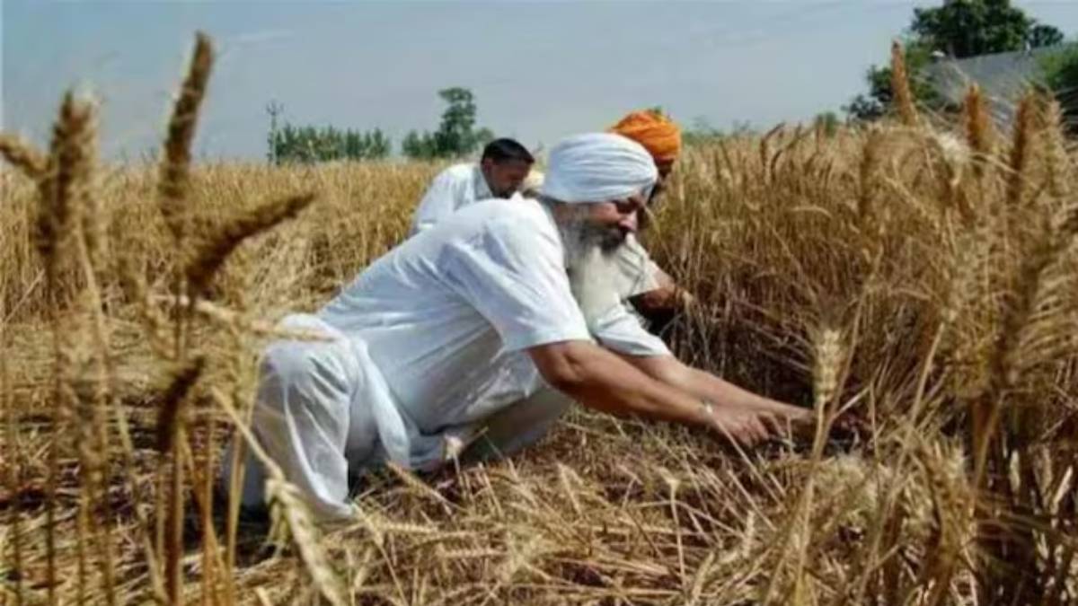 मौसम की मार से पंजाब के किसान बेहाल, लाखों हेक्टेयर रबी फसलें प्रभावित, केंद्र से सर्वे टीम भेजने की मांग