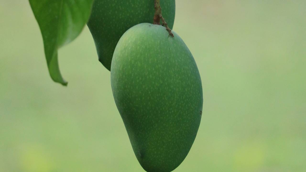 चित्‍तूर के सांसद ने किया केंद्र सरकार से मैंगो बोर्ड के गठन का अनुरोध