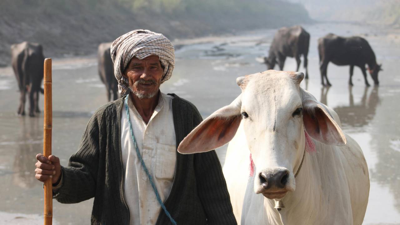 BL Agro ने यूपी, बिहार और राजस्थान में देसी गायों की ब्रीडिंग और डेयरी टेक्नोलॉजी में किया निवेश